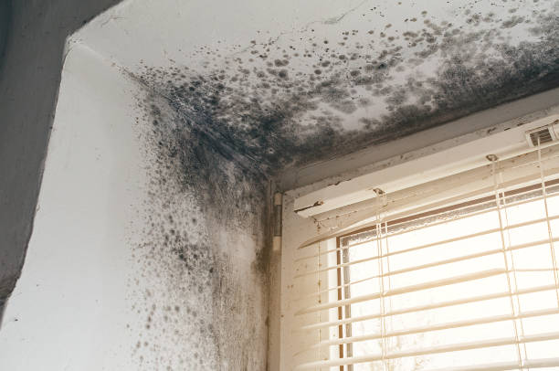 Affordable Attic Mold Removal solutions in Ferndale, MD