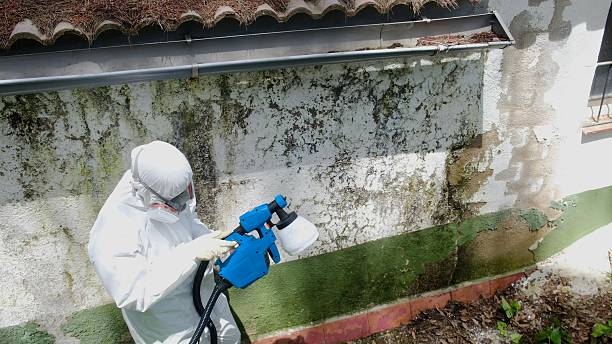 Top rated local Attic Mold Removal specialists in Ferndale, MD